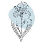 Irises Art Print