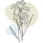 Irises Art Print