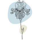 Irises Art Print