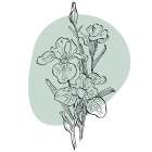 Irises Art Print