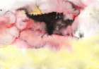 Contemporary Abstract Minimalism Art Print