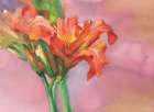 Orchids Art Print