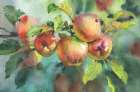 Apples On A Branch Art Print