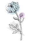 Peonies Flowers Abstract. Plant Art Minimal Art Print