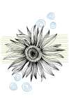 Sunflower Art Print