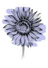 Sunflower Art Print