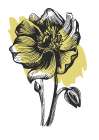 Sunflower Art Print