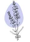 Lavender Provence Art Print