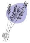 Lavender Provence Art Print