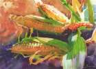 Corn Art Print