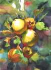 Apples on a branch. Watercolor Art Print