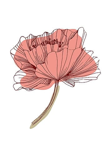 Poppy 6 Art Print by AcantStudio