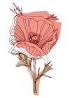 Poppy 9 Art Print