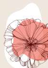 Poppy 16 Art Print
