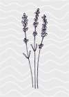 Lavender 3 Art Print