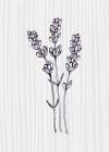 Lavender 4 Art Print