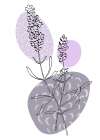 Lavender 12 Art Print