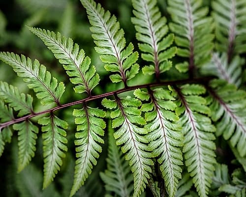 Fern Detail Nature Print