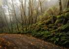 Rain Forest Art Print