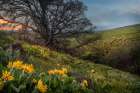Hillside Oak Art Print