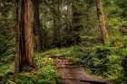 The Forest Calls Art Print