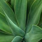 Tropical Macro I Art Print