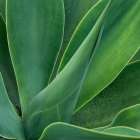 Tropical Macro II Art Print
