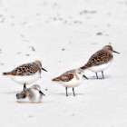 Resting Sandpipers Art Print