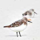 Sandpipers Art Print