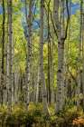 Aspen Trunks II Art Print