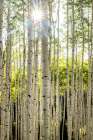 Aspen Trunks I Art Print