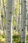 Aspen Trunks III Art Print