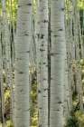 Aspen Trunks V Art Print