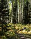 High Country Art Print