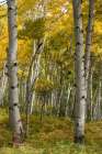 Autumn Aspens I Art Print