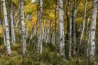 Autumn Grove II Art Print