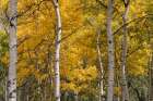 Autumn GroveI Art Print