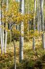 Autumn Aspens III Art Print