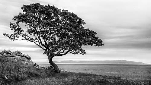 Survivor Landscape Print