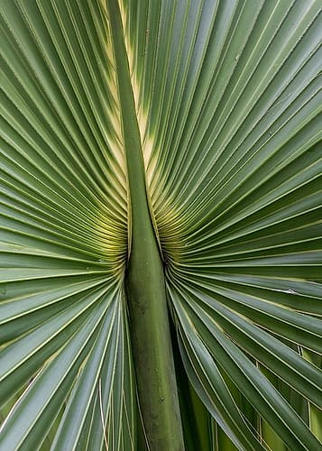 Palm Detail I Coastal Print