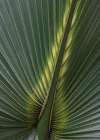 Palm Detail IV Art Print