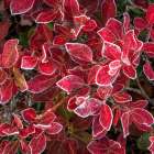Ground Cover III Art Print