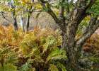 Autumn Fern Art Print