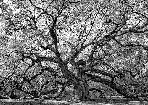 Angel Oak BAndW Art Print