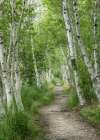 Summer Path I Art Print