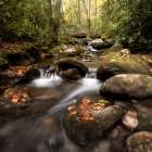 Laurel Lined Streams Art Print