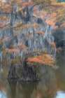Bayou Moss II Art Print