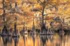 Bayou Light I Art Print