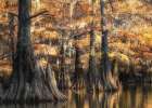 Bayou Light II Art Print