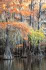 Bayou Moss I Art Print